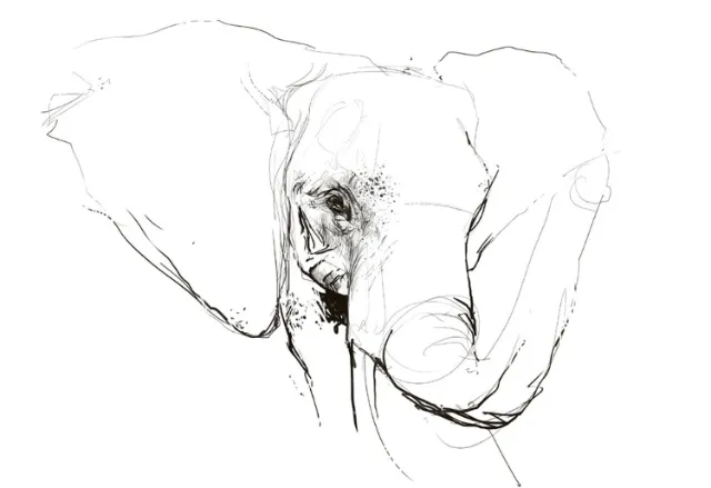 Line illustration face of elephant
