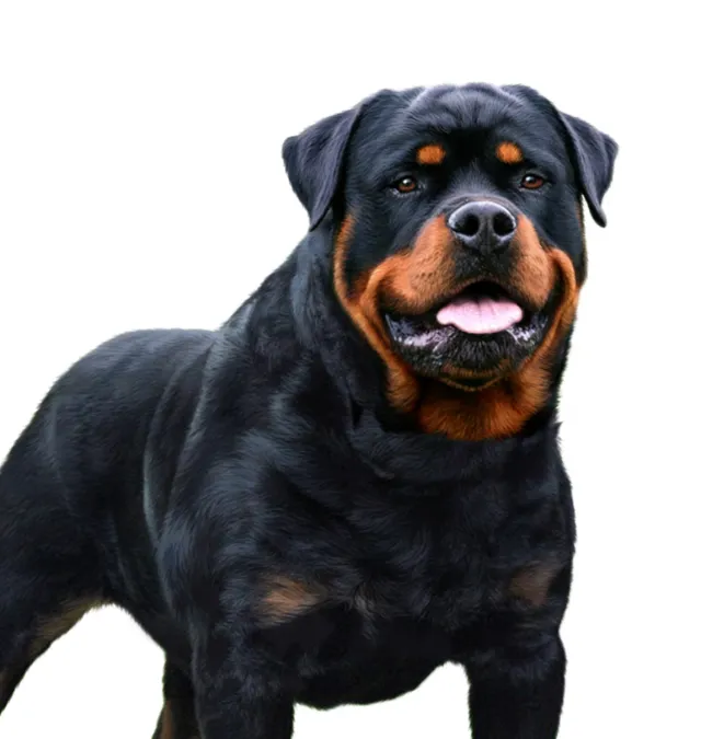 Rottwieler dog illustration by Andrew Beckett
