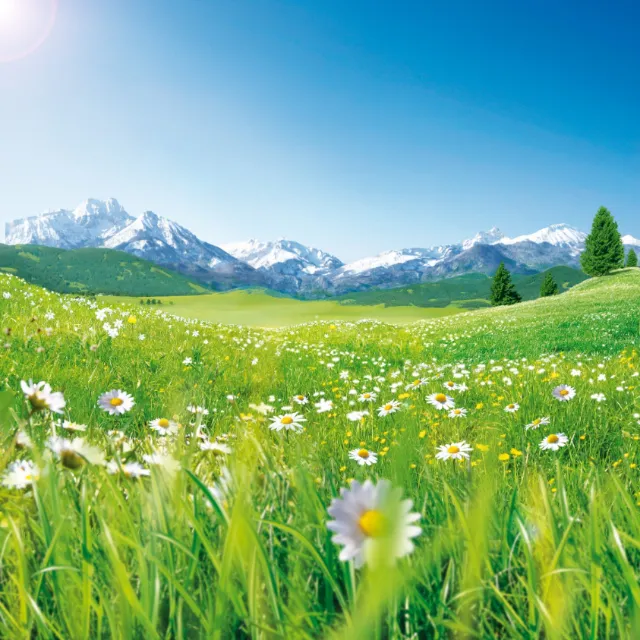 Photorealistic illustration of nature 