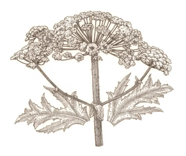 Watercolor art of Hogweed