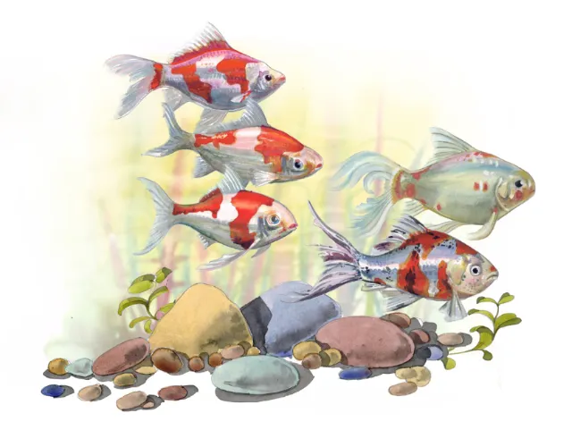 A group of cold water fish