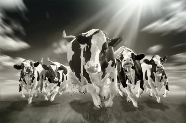 Black and white photo of running Holstein cows by Tom Krieger