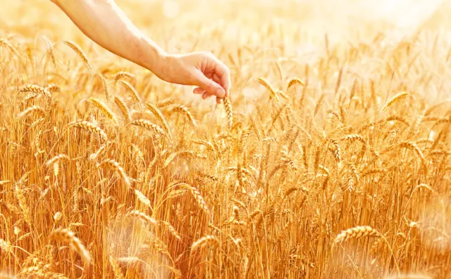 A hand touching golden wheat stalks in a sunlit field by Tom Krieger