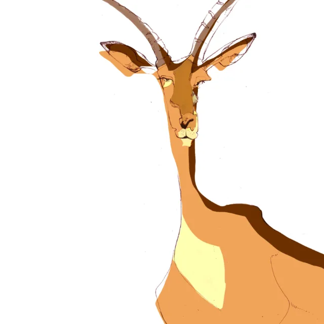 Animal illustration of a Deer