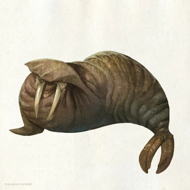 Animal cartoon design of sea elephant