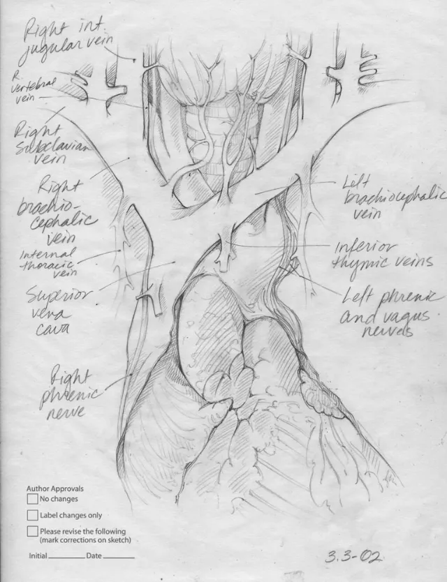 An illustration contents in mediastinum