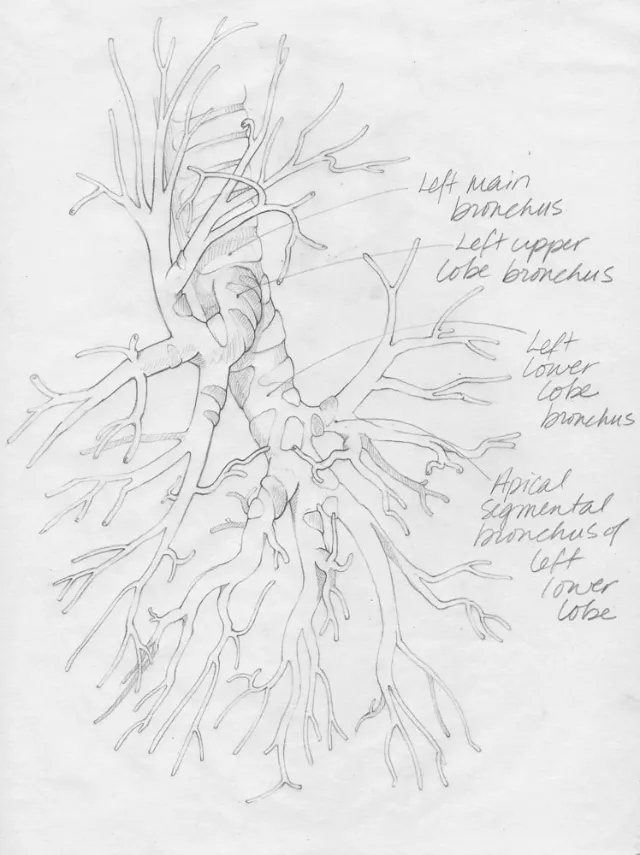 An illustration sketch of lateral view of bronchioles in left lung