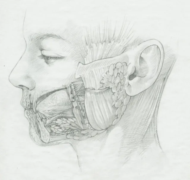 An illustration parotid area