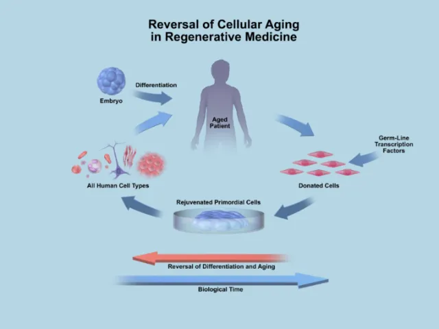 An illustration of Biotime cellular aging hr