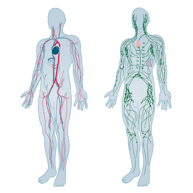 Nervous system illustration by Tim Weiffenbach
