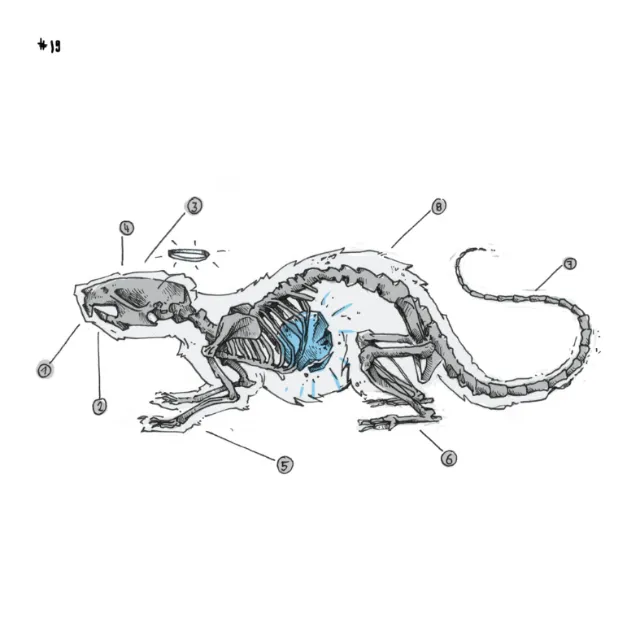 Loose illustration of dinosaur skeleton