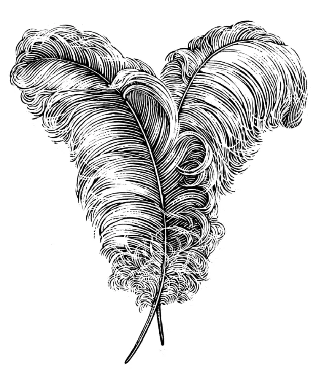 Black & White feathers