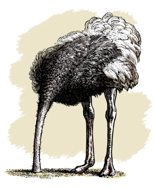 Emu Birds animal illustration