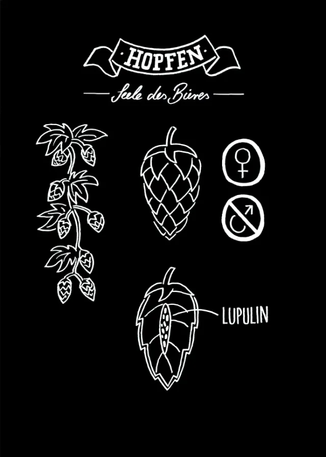 Hop plant and lupulin diagram with gender symbols by Sebastian Iwohn