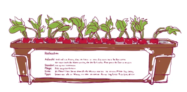 Radishes growing in a planter box with green leaves and red roots, illustrated by Andreas Schickert.