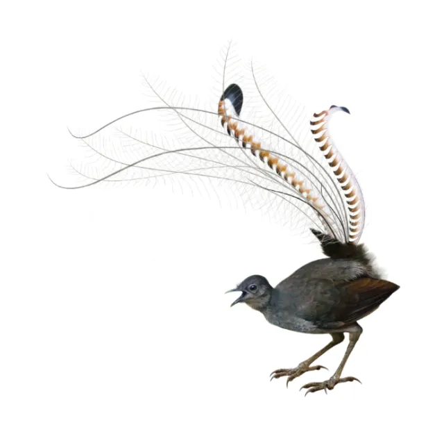 Bird illustration by Andrew Beckett