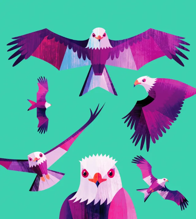 Animal illustration of colorful birds