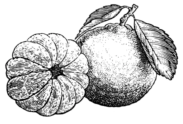 Black and white drawing of fruits