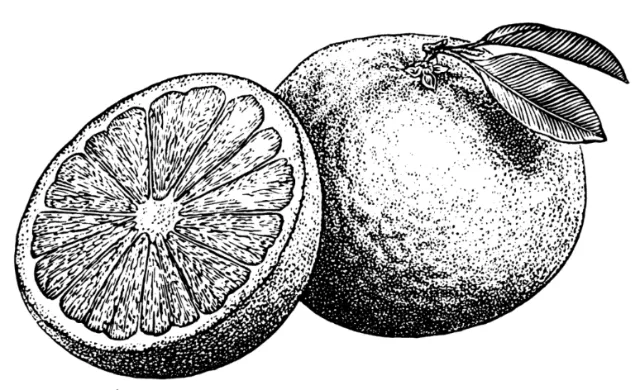 Black & White Lemon Slice