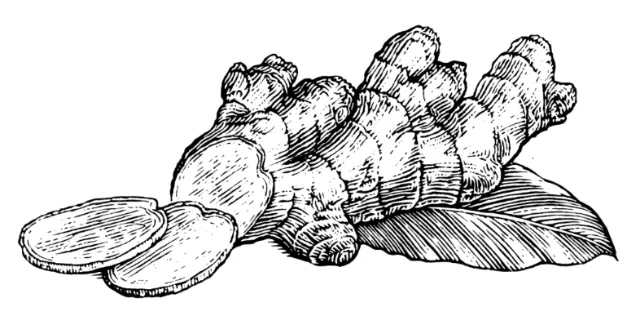 Black and white sketch of ginger
