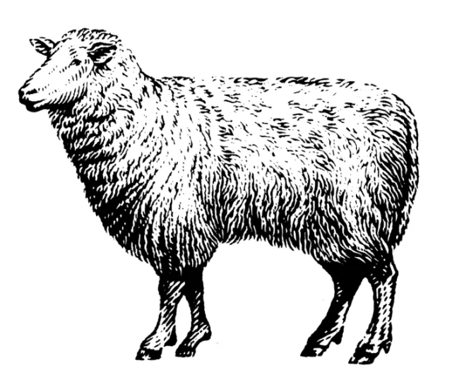 Goat animal illustration