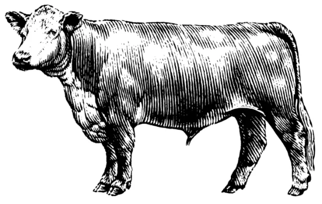 Cow black and white animal illustration