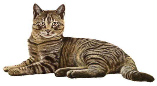 Cat in contentment animation by Alan Baker