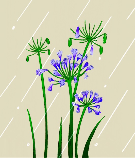 Flowers in the rain